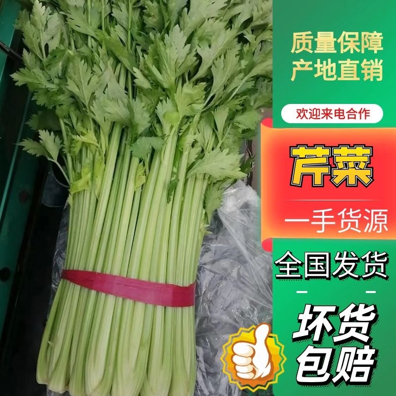 河北邯郸精品西芹菜现货现发一手好货诚信经营对接商超市场采购