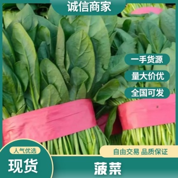 河北邯郸精品大叶菠菜优质菠菜大量上市货源充足可发全国