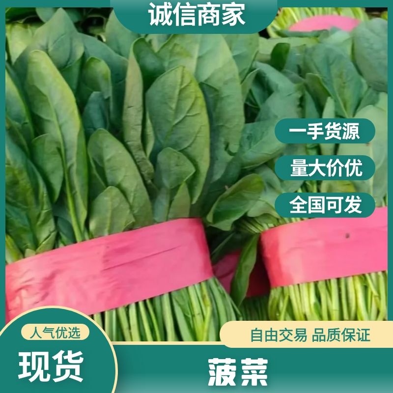 河北邯郸精品大叶菠菜优质菠菜大量上市货源充足可发全国