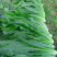 【油麦菜】精品油麦菜产地直发可视频看货量大从优