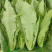 【油麦菜】精品油麦菜产地直发可视频看货量大从优