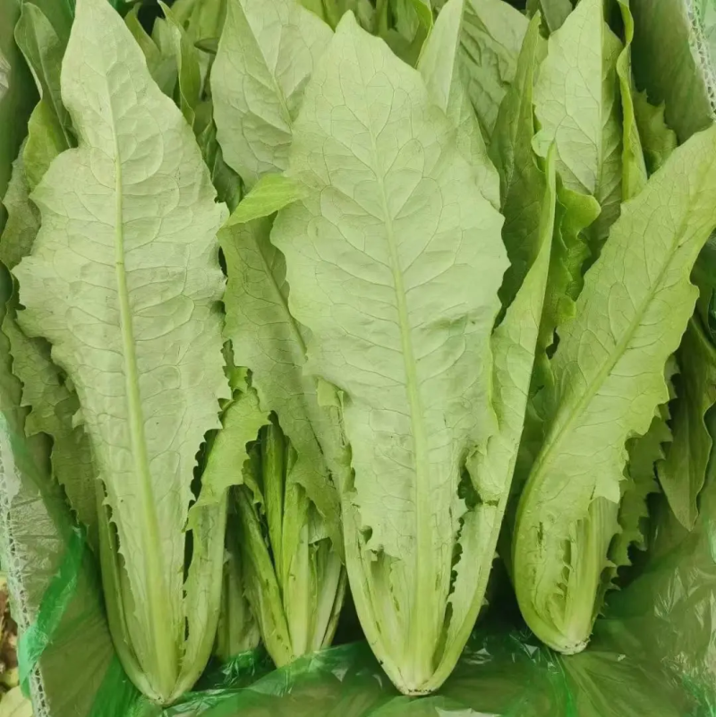 油麦菜河北油麦菜产地直发无中间商品质保证欢迎咨询