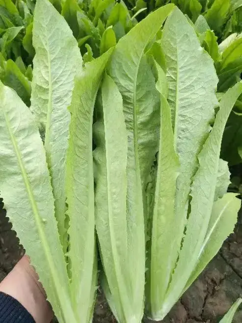 油麦菜河北油麦菜产地直发无中间商品质保证欢迎咨询