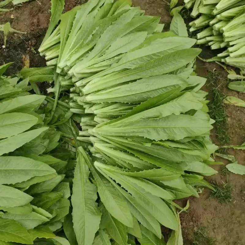 油麦菜河北油麦菜产地直发无中间商品质保证欢迎咨询