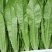 【油麦菜】精品油麦菜产地直发可视频看货量大从优