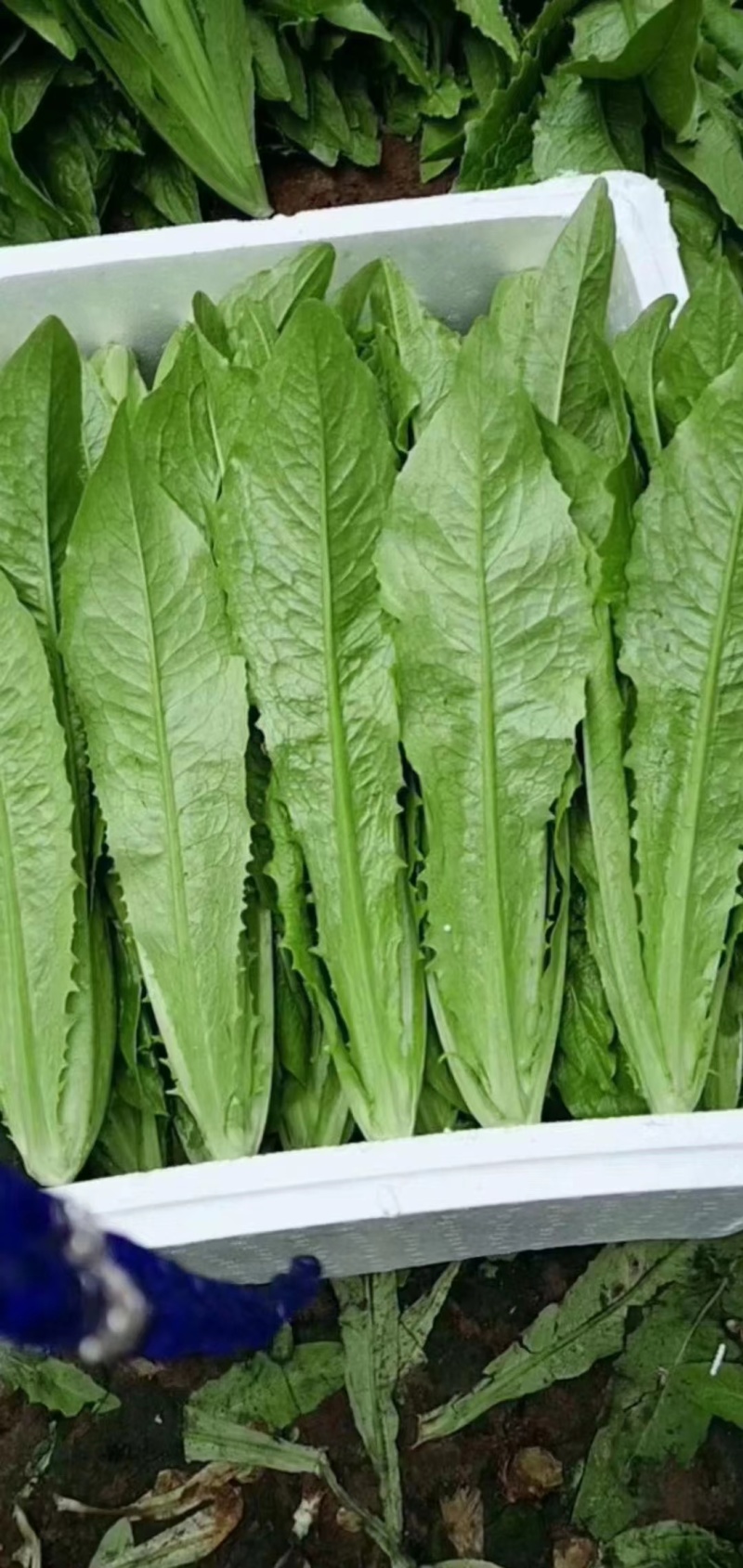 【油麦菜】精品油麦菜产地直发可视频看货量大从优