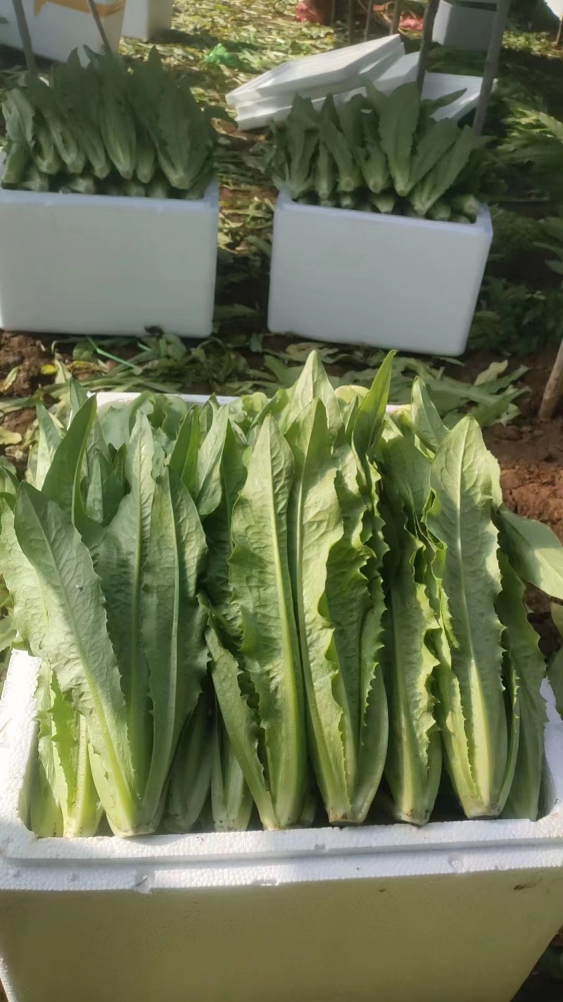 【油麦菜】精品油麦菜产地直发可视频看货量大从优