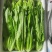 油麦菜河北油麦菜产地直发无中间商品质保证欢迎咨询