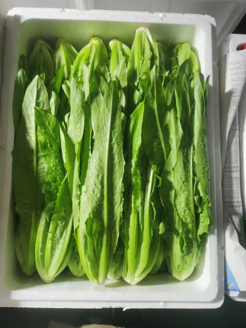 油麦菜河北油麦菜产地直发无中间商品质保证欢迎咨询