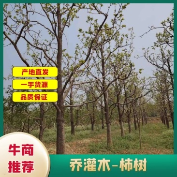 【精选】河北柿子树5-60公分大量现货，价格优惠可实地看货~