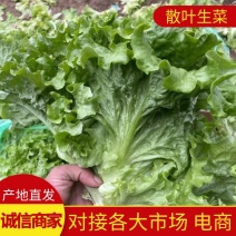 【生菜】精品散叶生菜大量供应对接各大市场电商商超