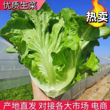 【生菜】精品罗马生菜大量供应可视频看货全国发货