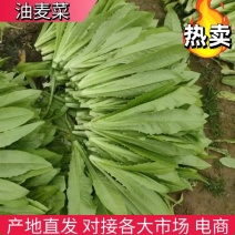 油麦菜河北油麦菜产地直发无中间商品质保证欢迎咨询