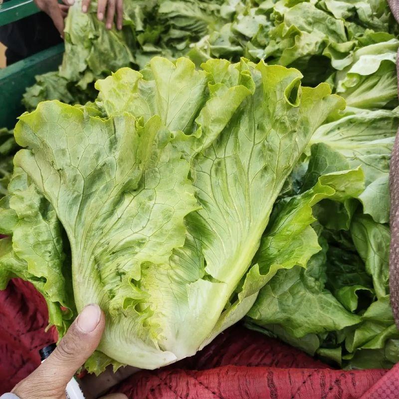 【生菜】精品罗马生菜大量供应可视频看货全国发货