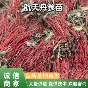 【丹参苗】航天丹参苗山东育苗基地现挖现发提供技术
