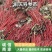 【丹参苗】航天丹参苗山东育苗基地现挖现发提供技术