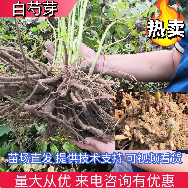 【芍药花】航天芍药苗庭院盆栽芍药苗易活带根发欢迎