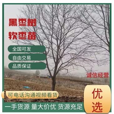 【优质】河北黑枣树软枣苗无核1-18公分，提供一条龙服务~