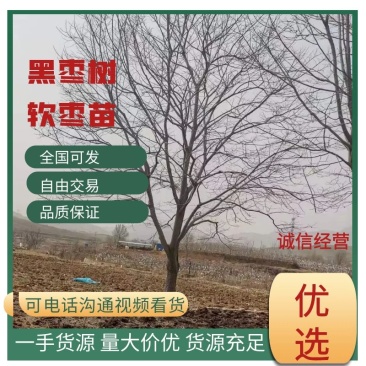 【优质】河北黑枣树软枣苗无核1-18公分，提供一条龙服务~