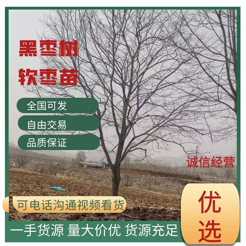 【优质】河北黑枣树软枣苗无核1-18公分，提供一条龙服务~