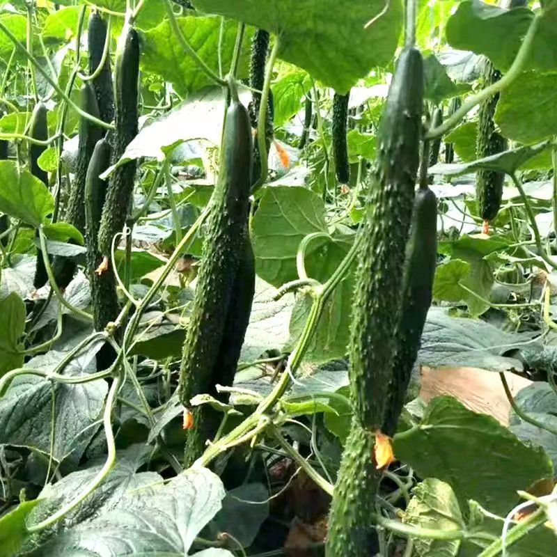 聿研四号黄瓜种子春秋两季蔬菜种子青瓜种子密刺长黄瓜种籽