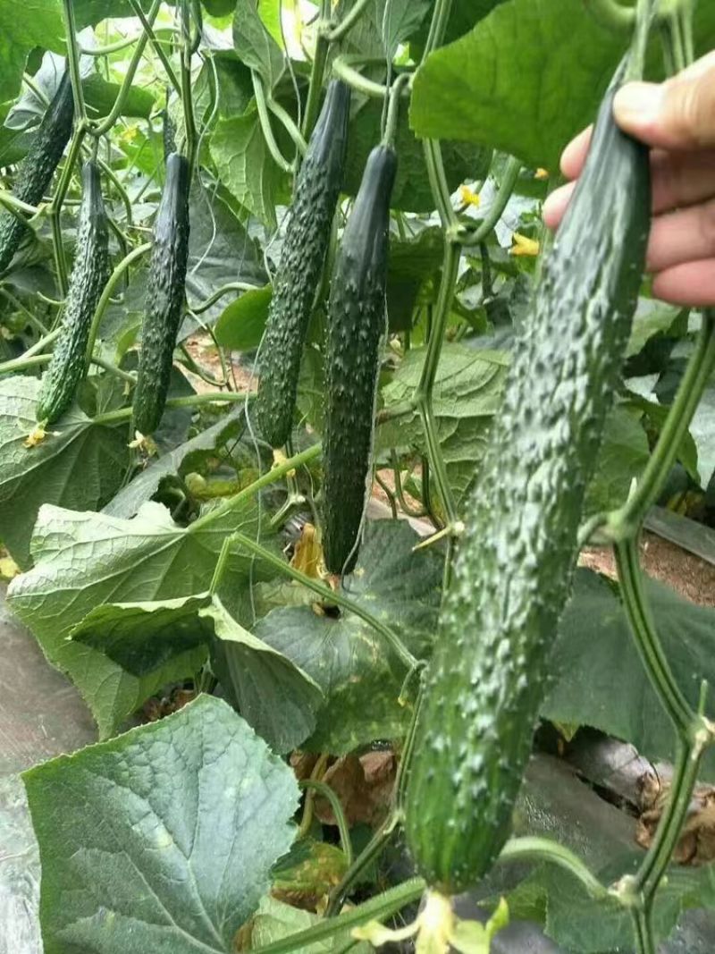 茂盛一号黄瓜种子油亮型黄瓜杂交品种清香味浓绿肉绿瓤长黄瓜