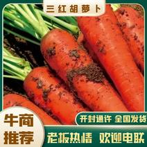 【热卖推荐】胡萝卜基地直发可对接商超可视频看货