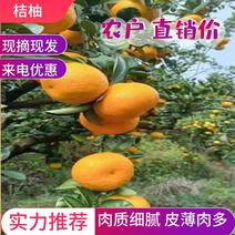 【热卖】优质供货电商，桔柚，广东梅州，一件，价格