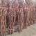 山东【精品蓝宝石葡萄苗】种植基地直发根系发达现挖现发