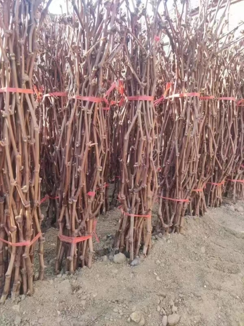 山东【精品蓝宝石葡萄苗】种植基地直发根系发达现挖现发