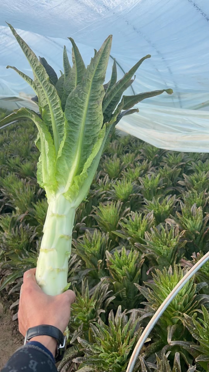 【优选推荐】红叶香莴苣，安徽宿州红叶莴苣，可实地考察看货