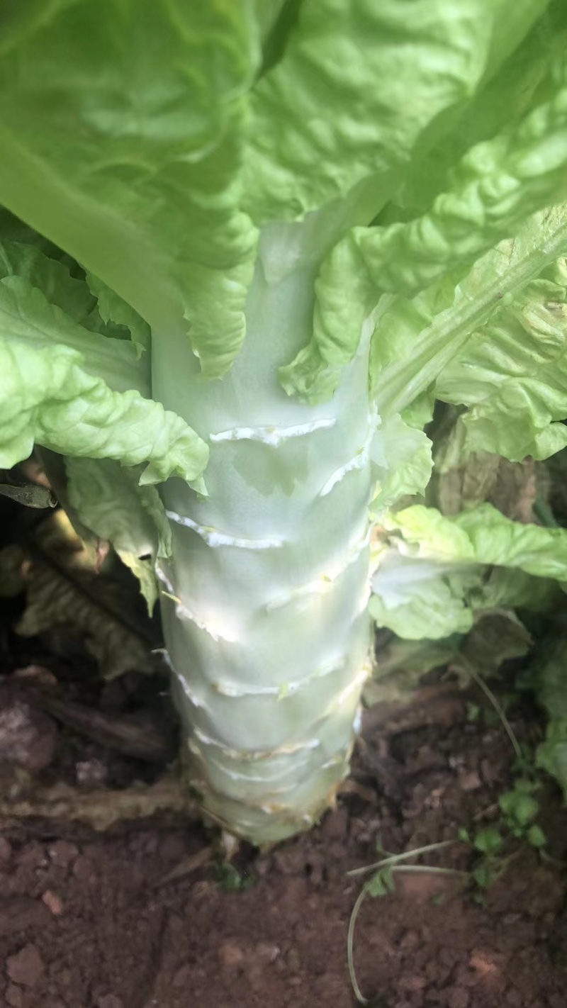 【优选推荐】红叶香莴苣，安徽宿州红叶莴苣，可实地考察看货