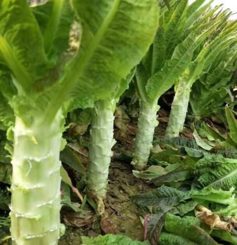 【优选推荐】红叶香莴苣，安徽宿州红叶莴苣，可实地考察看货