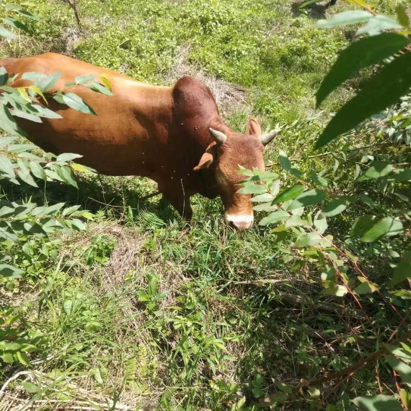 生态养殖贵州本地黄牛肉一手货源量大价优欢迎电话采购