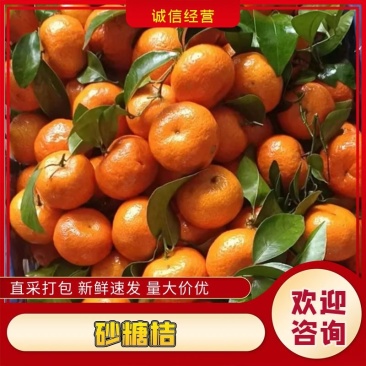 广西沙糖桔.产地直供.清甜无渣.提供百家果场地.