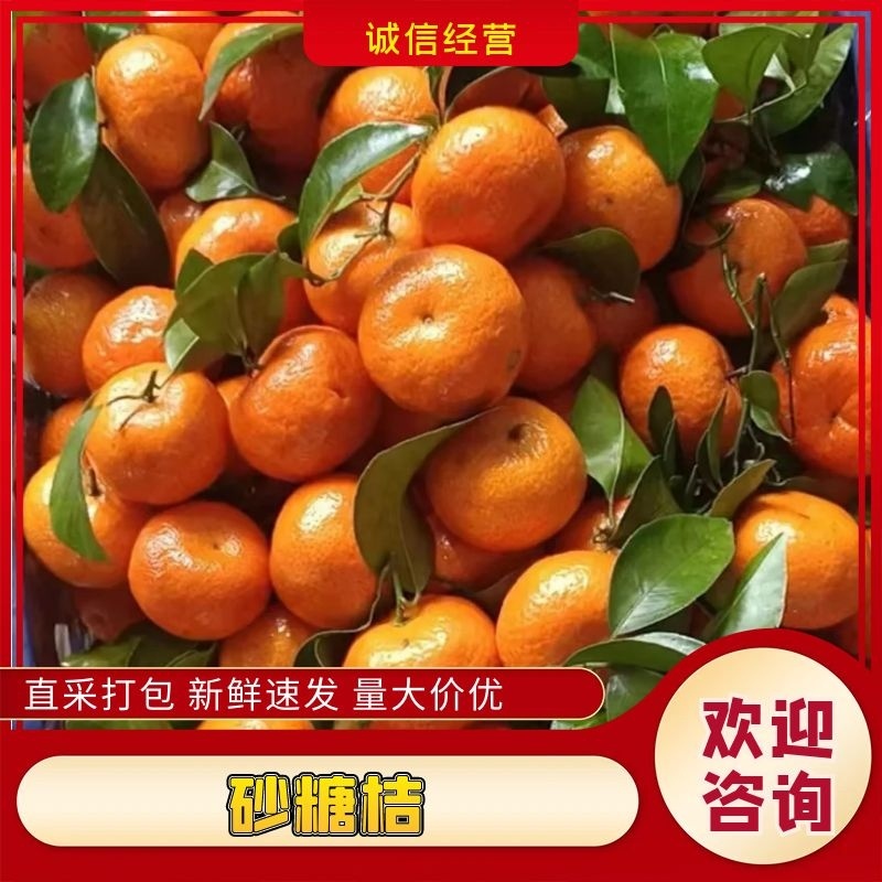 广西沙糖桔.产地直供.清甜无渣.提供百家果场地.