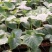 【推荐】安徽埇桥区8424西瓜苗种植产地一手货源发货