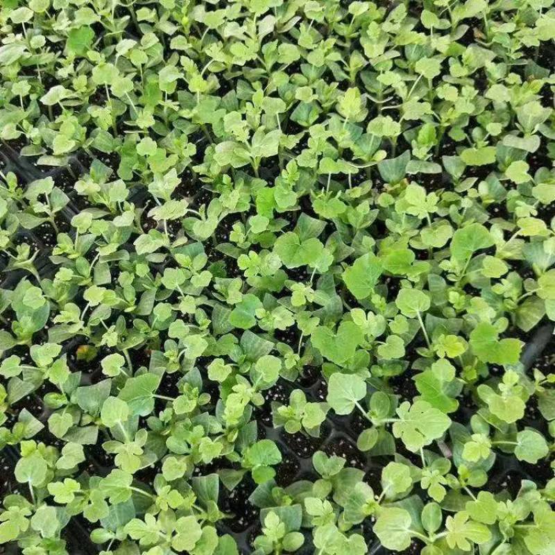 【推荐】安徽埇桥区8424西瓜苗种植产地一手货源发货