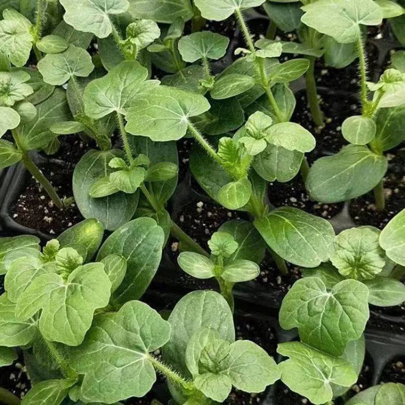 【推荐】安徽埇桥区8424西瓜苗种植产地一手货源发货