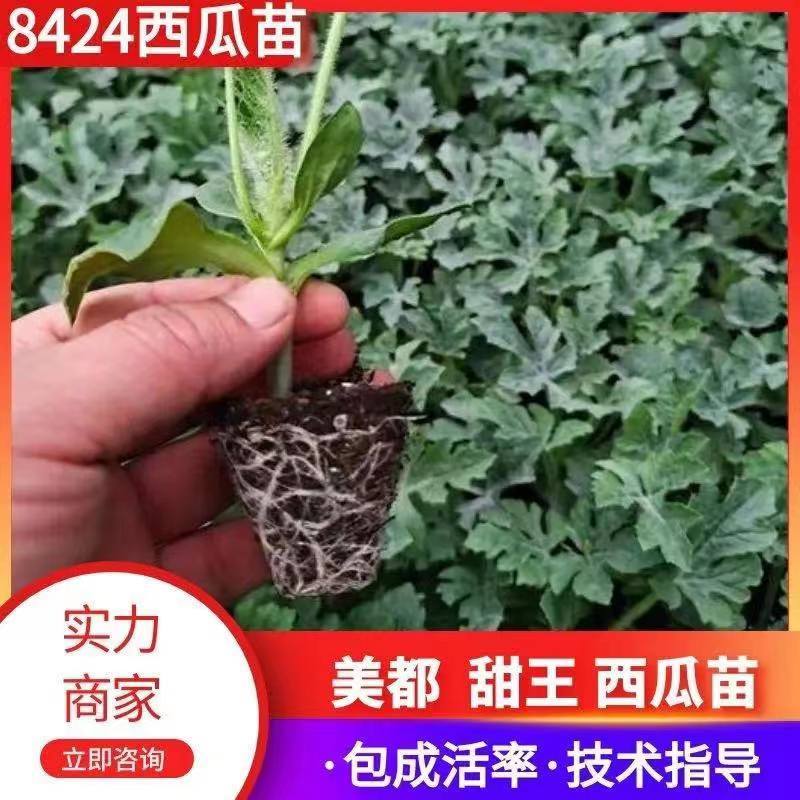 【推荐】安徽埇桥区8424西瓜苗种植产地一手货源发货