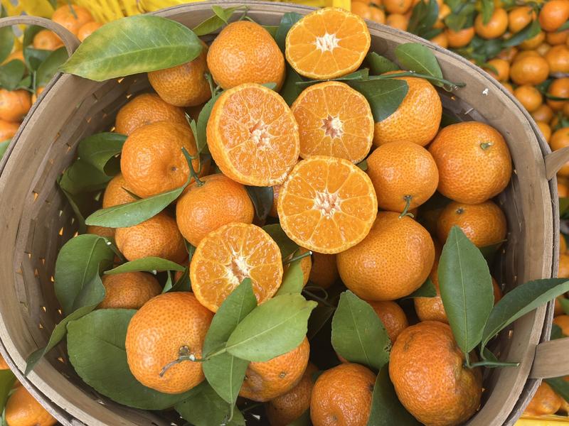 广西砂糖橘产地一手货源代发全国服务周到欢迎来电