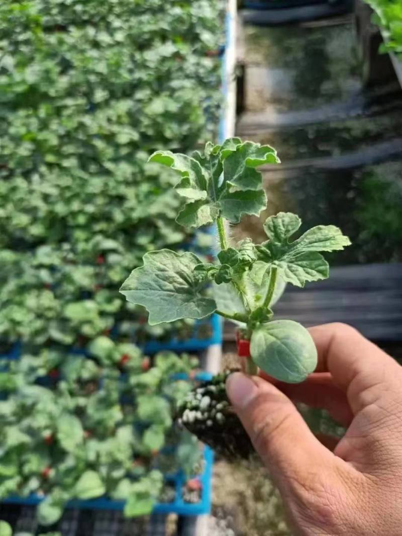 【精品】安徽埇桥区美都西瓜苗种植产地一手货源全国发货
