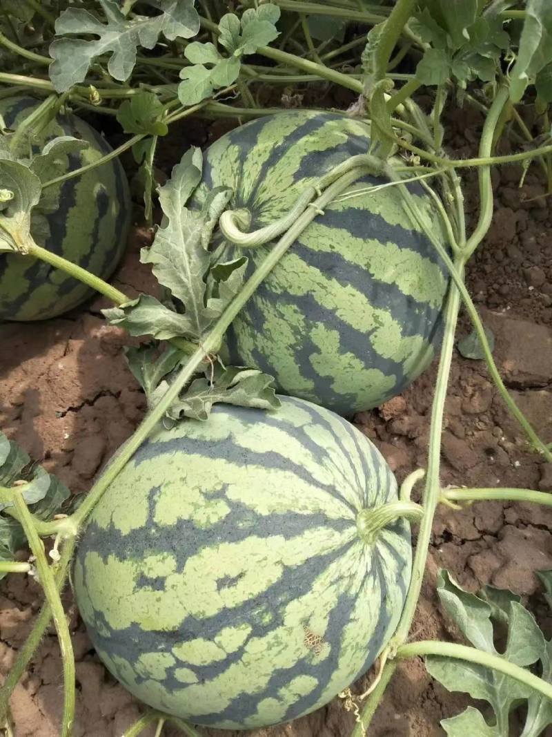 【精品】安徽埇桥区美都西瓜苗种植产地一手货源全国发货