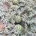 【精品】安徽埇桥区美都西瓜苗种植产地一手货源全国发货