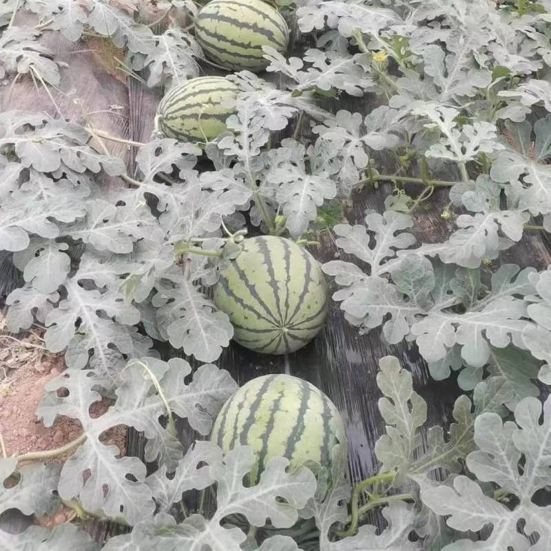 【精品】安徽埇桥区美都西瓜苗种植产地一手货源全国发货