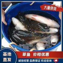 【精选】湖南岳阳草鱼-味道肥美-价格-产地直销-新鲜