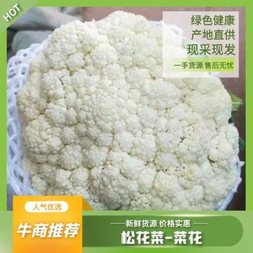 河北邯郸精品有机松花菜菜花质量保证价格低产地直发