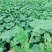 【优质】安徽埇桥区金城5号西瓜苗种植产地一手货源发货