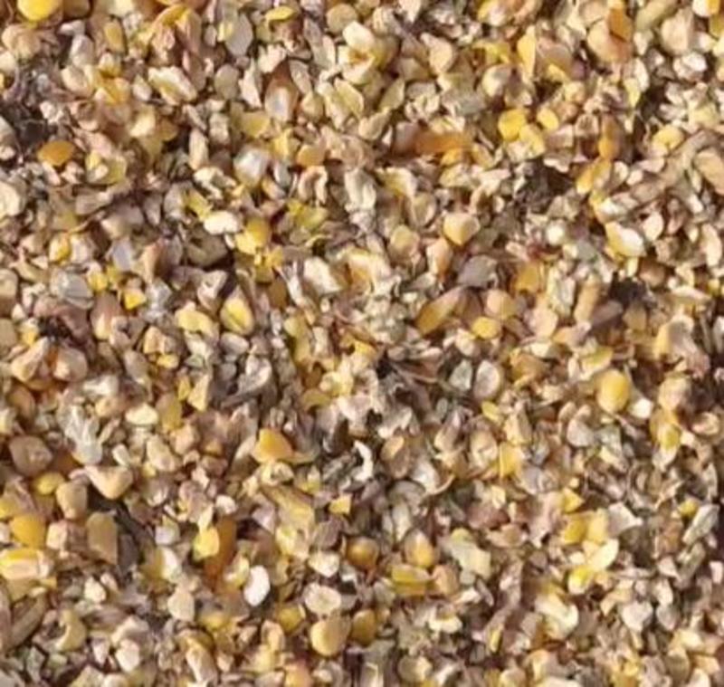 山东毛粮碎玉米品质保证产地直发可视频看货欢迎咨询
