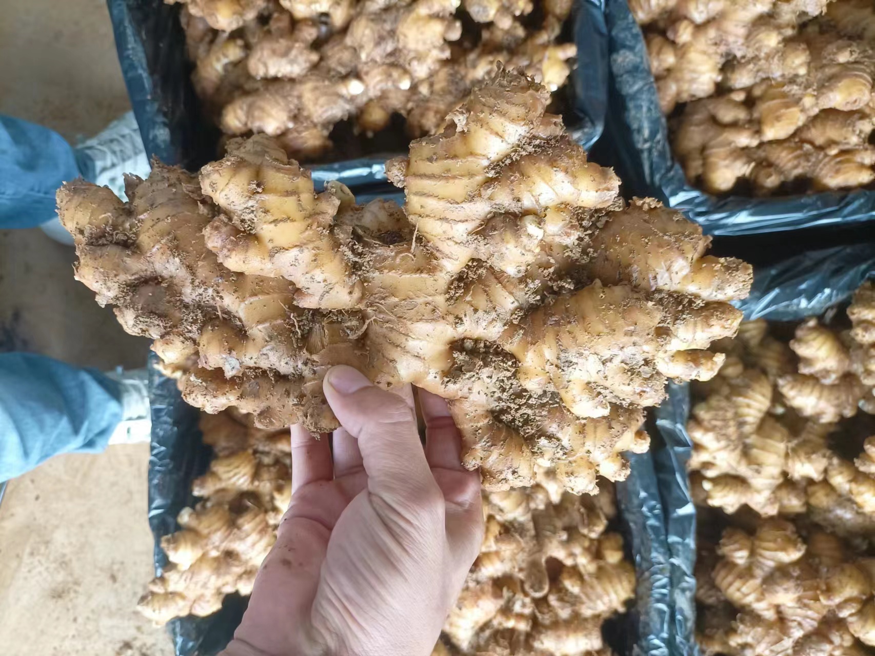 生姜的不同品种与用途展示图